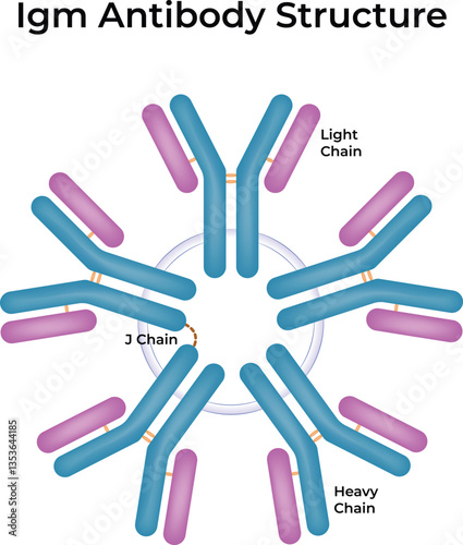 IgM Antibody Structure A Pentameric Immunoglobulin Vector Illustration