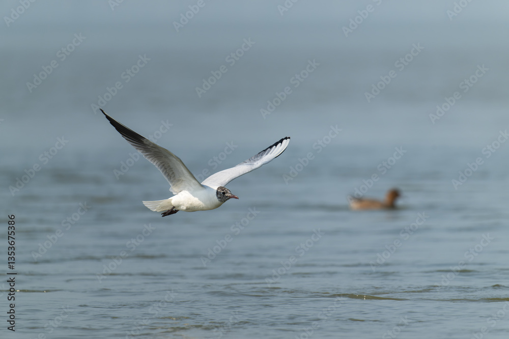 Obraz premium Coastal Departure: Brown-headed Gull Soaring Above Rocky Shallows