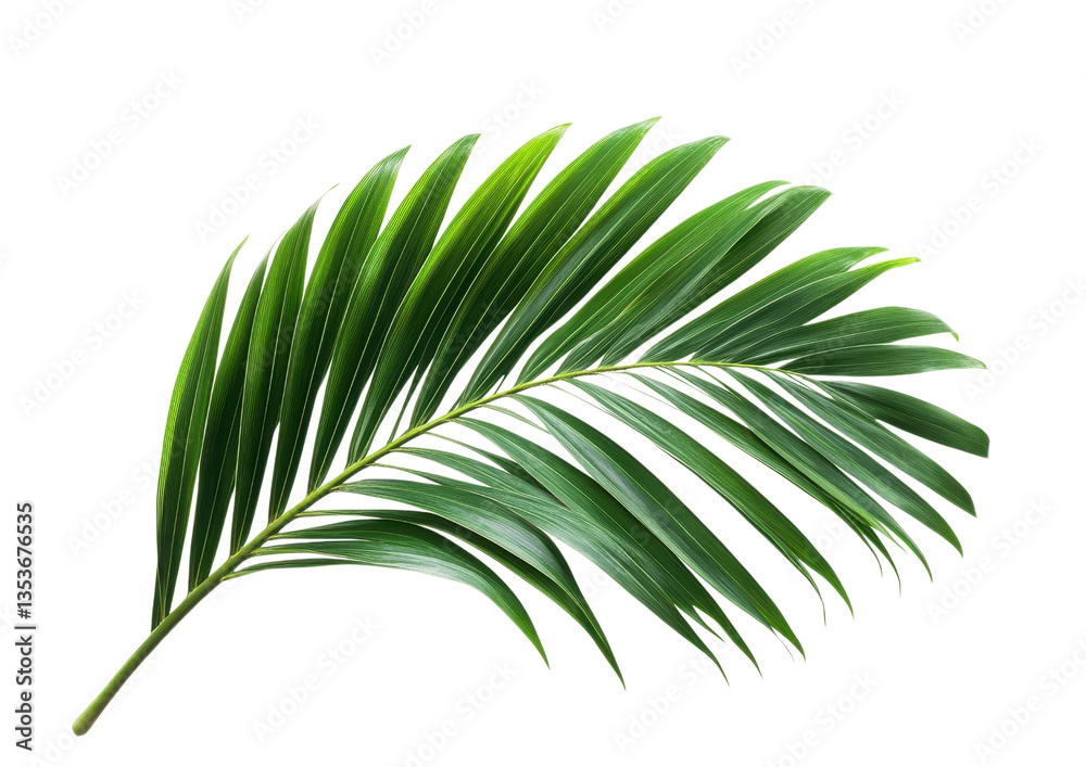 Obraz premium Long Tropical Palm Leaf with Sharp Details. Isolated on a Transparent Background