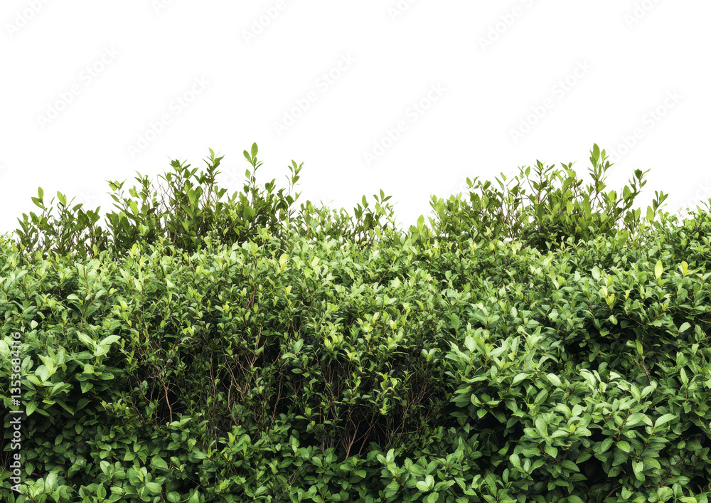 Dense Green Hedge with Small Leafy Details. Isolated on a Transparent Background Dense Green Hedge with Small Leafy Details. Isolated on a Transparent Background