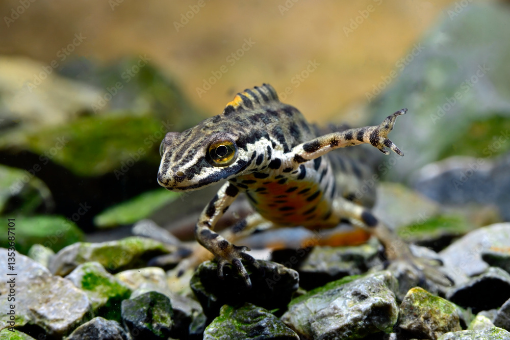 Naklejka premium Schmidtler's Teichmolch - Männchen // Schmidtler's smooth newt, Turkish Smooth Newt - male (Lissotriton schmidtleri) - Evros-Delta, Griechenland