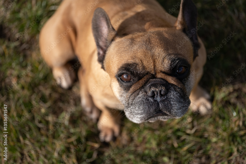 Fototapeta premium French Bulldog Looking Up on Grass