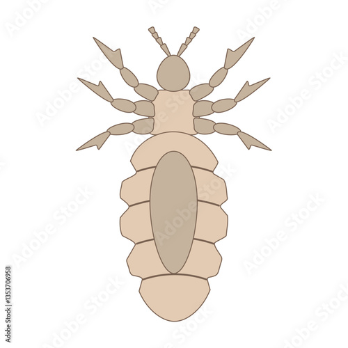 Detailed illustration of louse insect anatomy on white background.