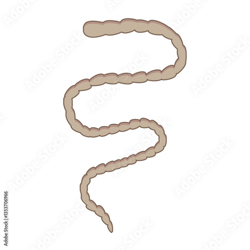 Vector illustration of a stylized tapeworm with segmented body on white background.
