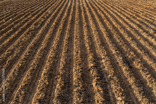 Ploughed paddock planted with canola seeds