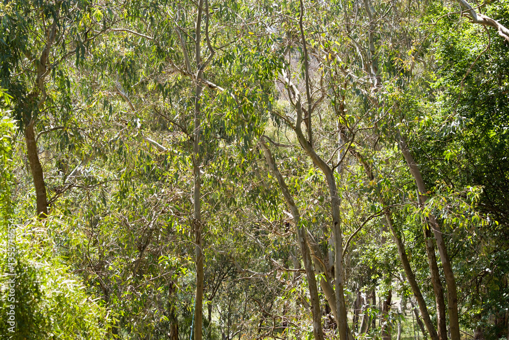 Fototapeta premium Eucalyptus trees in bush land