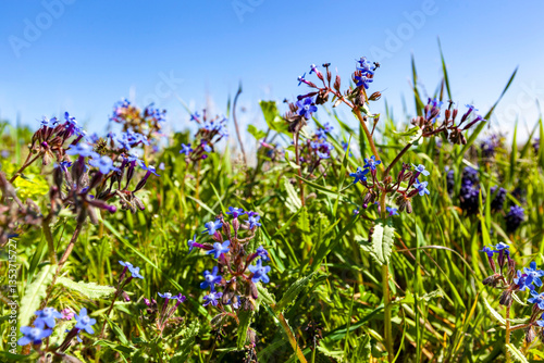 On the hills of the Taurian Chersonesos Museum-Reserve, blue flowers bloom in the Crimea in April: Volovik - Ankhusa azure (Ankhusa Italian) Lat. Anchusa azurea (Anchusa italica)