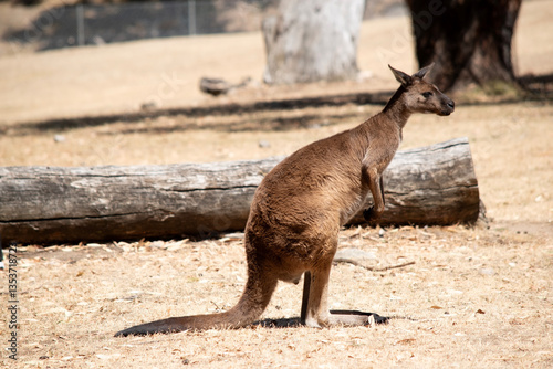 this is a side view of a kangaroo-island kangaroo