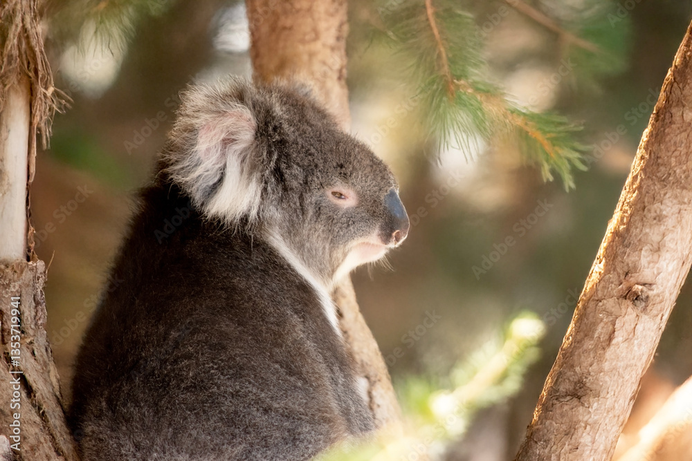 Naklejka premium the koala is on a tree