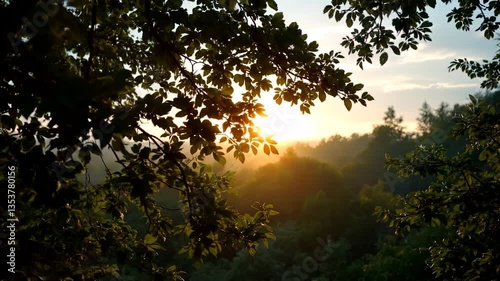 Forest Dawn, Sunrise Through the Trees