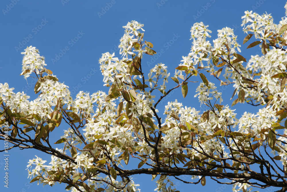 Felsenbirne, Amelanchier lamarckii, A.canadensis Felsenbirne, Amelanchier lamarckii, A.canadensis