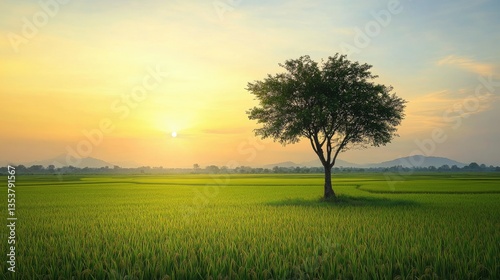 A single tree standing in the middle of a vibrant jasmine rice field in Isaan, Thailand, during winter.