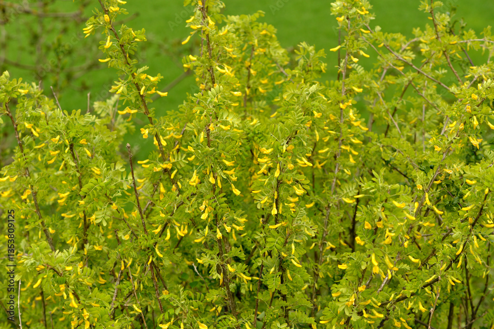 Gemeine Erbsenstrauch, Caragana arborescens Gemeine Erbsenstrauch, Caragana arborescens