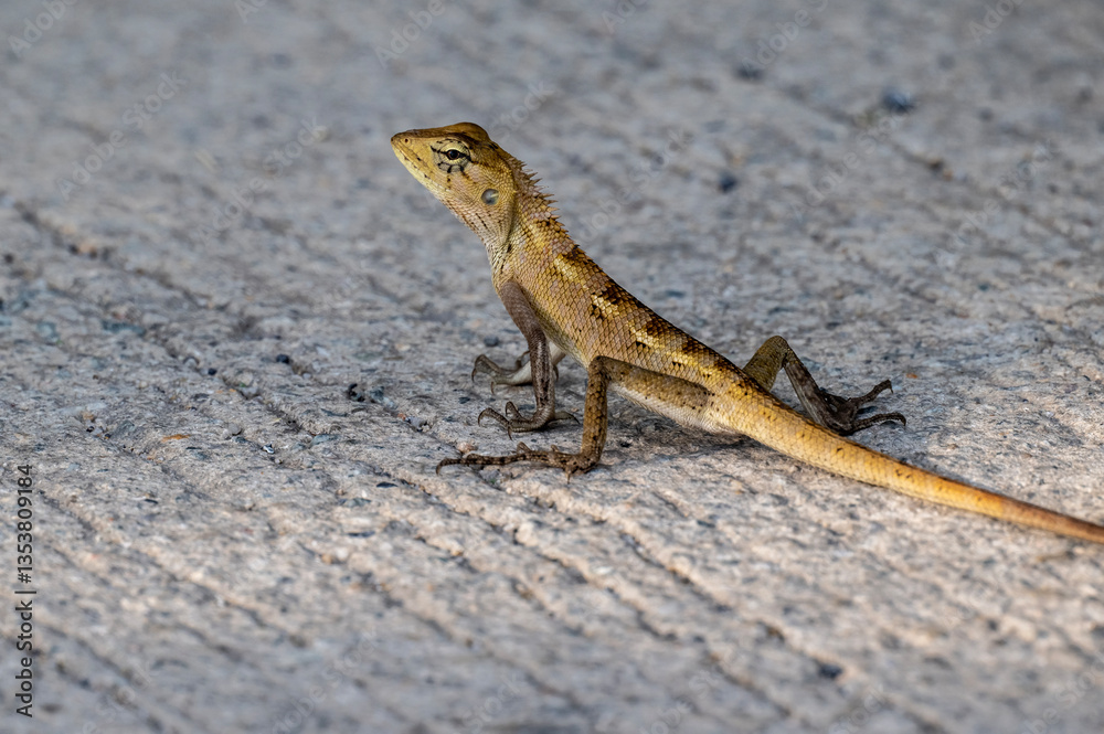 Fototapeta premium tropical gecko close-up on green leaf in natural conditions on sunny day