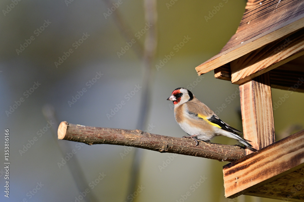 A goldfinch sits on a feeder with sunflowers in the garden in winter
