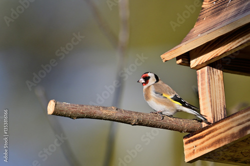 Obraz na płótnie A goldfinch sits on a feeder with sunflowers in the garden in winter w salonie