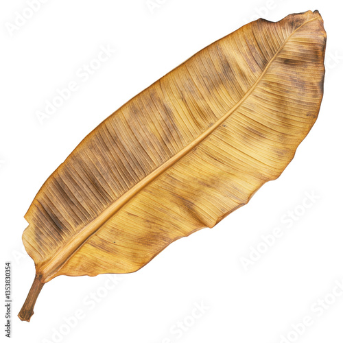Dried Banana Leaf Isolated on Black Background