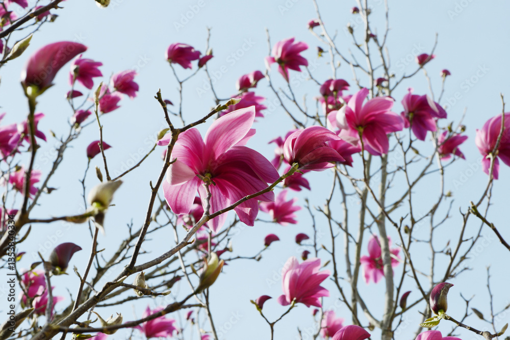 Magnolie, Garten, Magnolia-Spectrum, Magnolie, Garten, Magnolia-Spectrum,