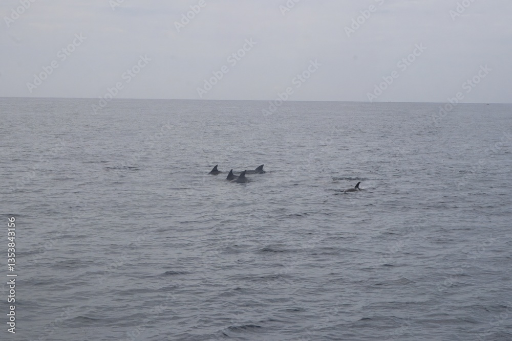 Obraz premium Family of dolphins in the sea