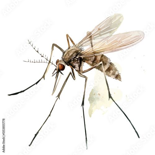 watercolor of Mosquito, isolated on a white background.