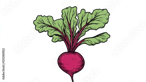 Hand-drawn beet root illustration