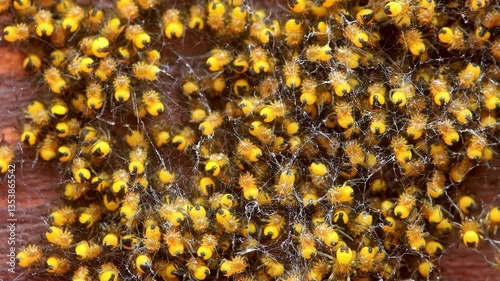 many baby spider macro yellow black
