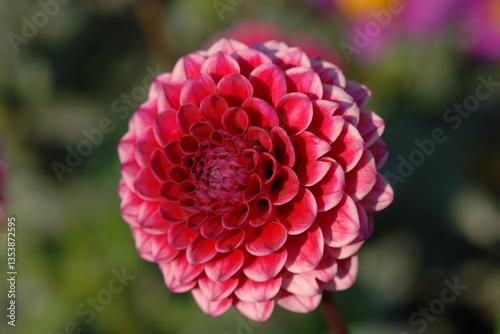 Dahlie, Dahlien-Hybride, Schmuckdahlie