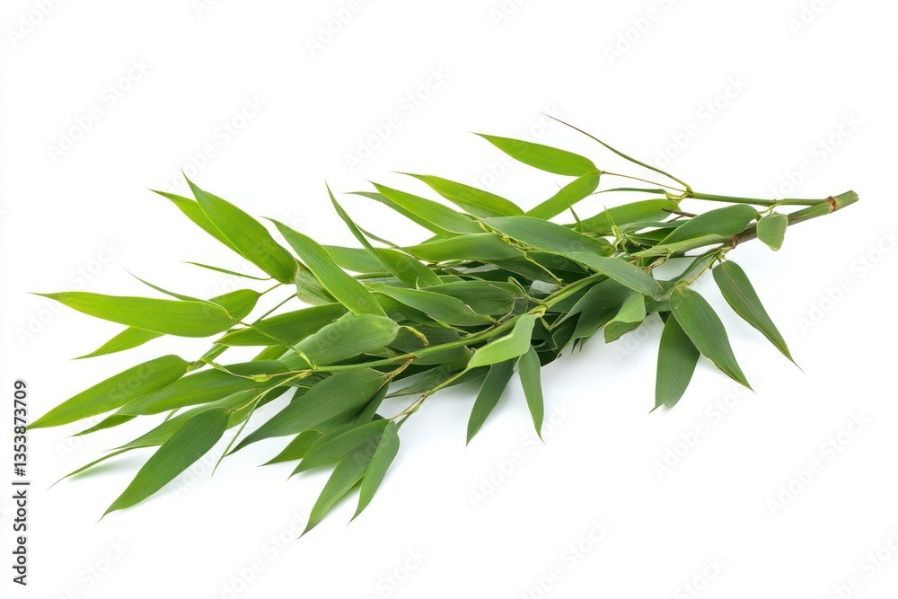 Obraz premium Fresh Green Bamboo Branch with Leaves Isolated on White Background