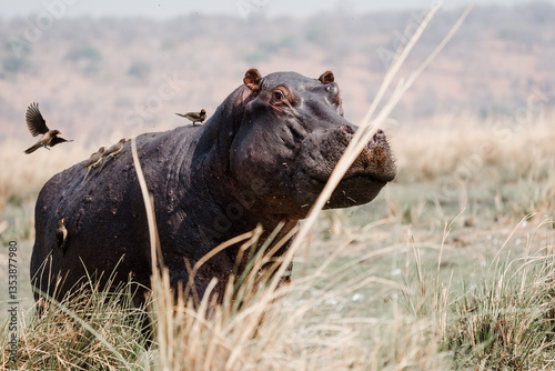 Hippo im Schilf, Flusspferd, 