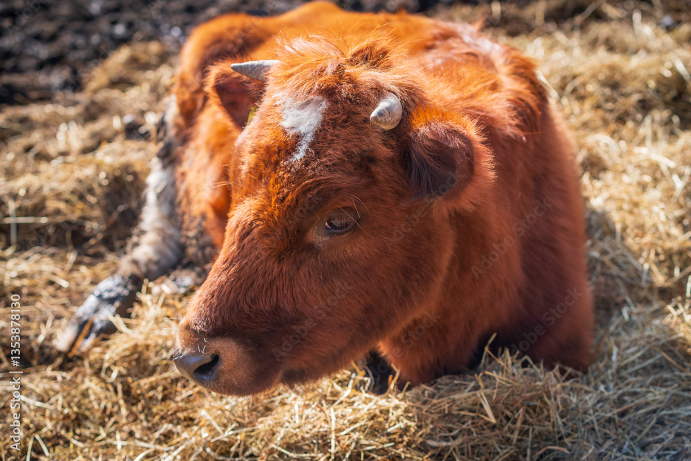 Fototapeta premium lying brown cow