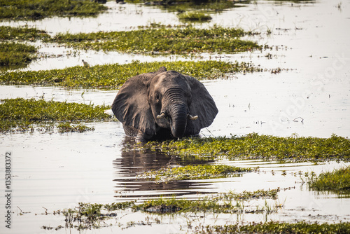 Elefant im Wasser