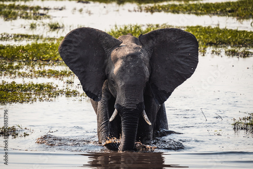 Elefant im Schlamm