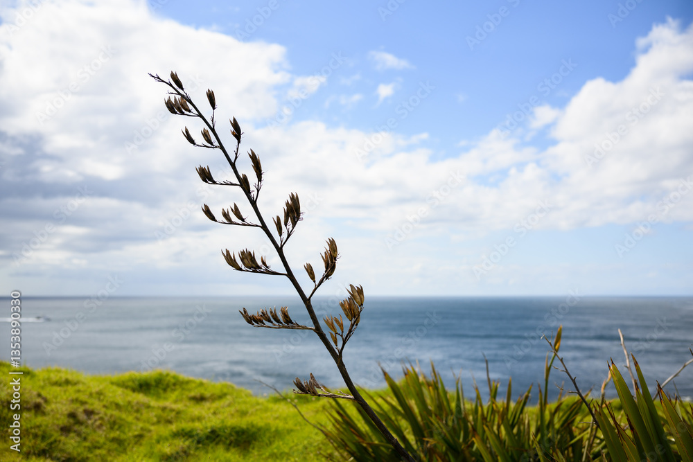 Native New Zealand Flax at Cape Brett Walkway. Bay of Islands.
