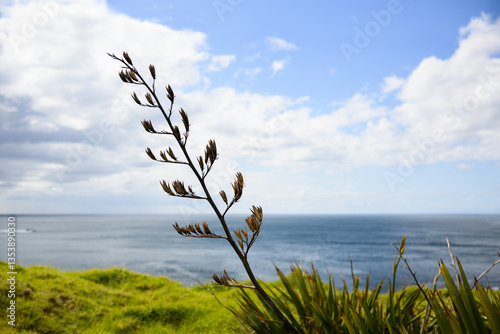Obraz na płótnie Native New Zealand Flax at Cape Brett Walkway. Bay of Islands. w salonie