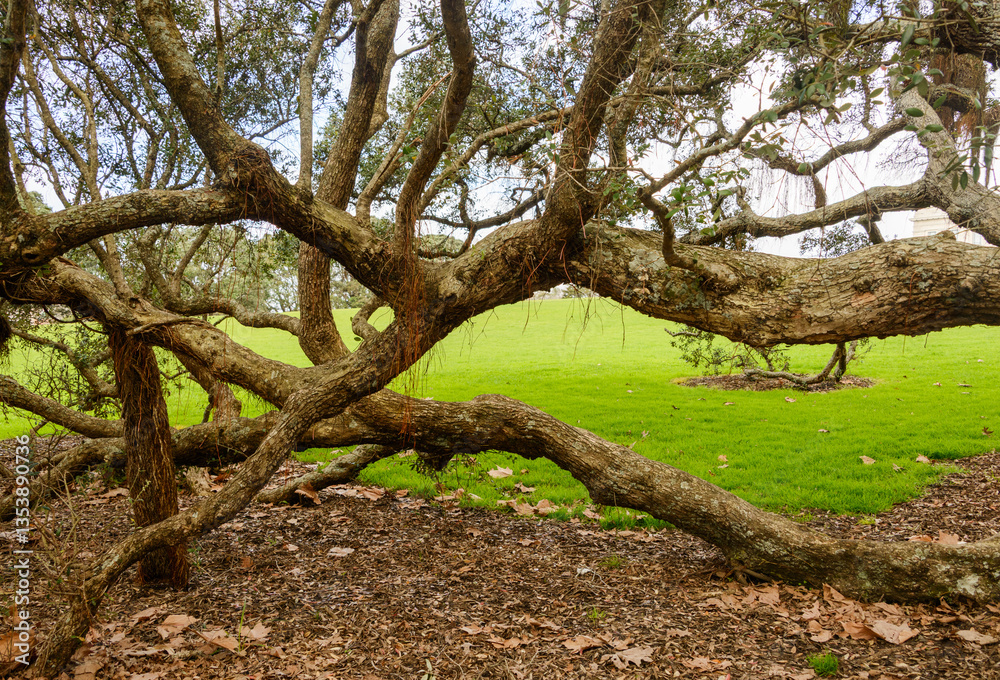 Big Pohutukawa tree with branches touching the ground and aerial roots hanging from the tree. Auckland.