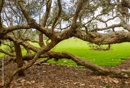 Obraz na płótnie Big Pohutukawa tree with branches touching the ground and aerial roots hanging from the tree. Auckland. w salonie