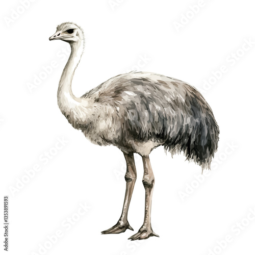 watercolor of Ostrich, isolated on a white background.