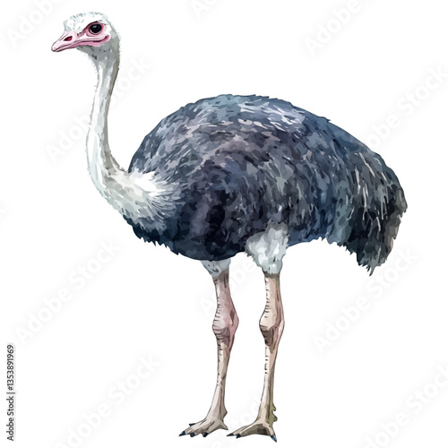 watercolor vector of Ostrich, isolated on a white background.