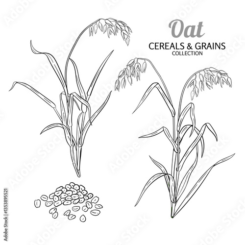 Oat Plant with Seeds and Leaves Outline Illustration. Organic natural nutritional healthy food ingredient, vegetarian diet product. Vector isolated for design or decoration.
