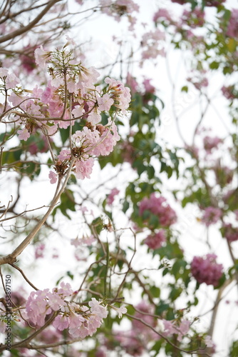 Closed up fluffy flower, pink cherry blossom with blurred background.