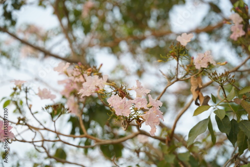 pink cherry blossom with blurred background.