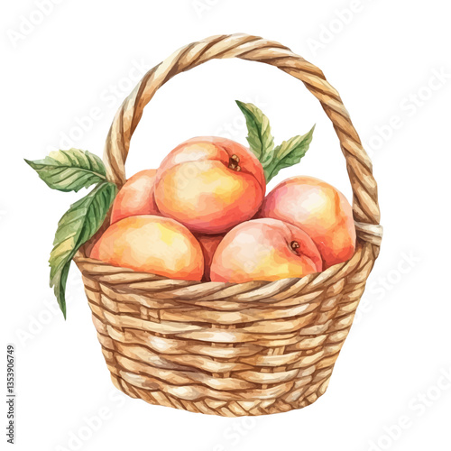watercolor vector of Peach Basket, isolated on a white background.
