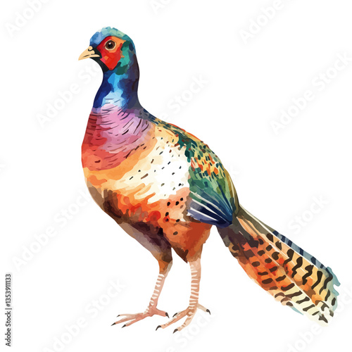 watercolor vector of Pheasant, isolated on a white background.