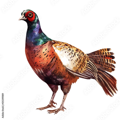 Pheasant, watercolor illustration, isolated on a white background.