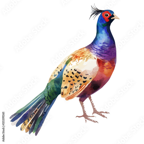 watercolor vector of Pheasant, isolated on a white background.