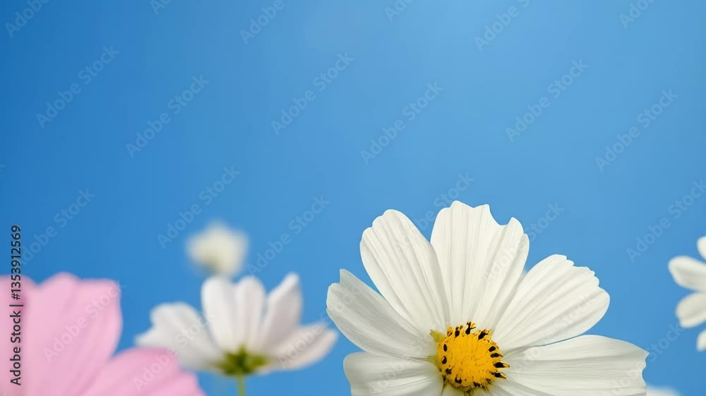 Beautiful blooming flowers in a sunny garden creating a vibrant atmosphere during springtime Beautiful blooming flowers in a sunny garden creating a vibrant atmosphere during springtime