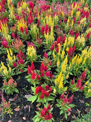 Red flowers cock's comb field.