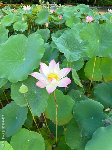 Pink lotus blossom amid lush green leaves.