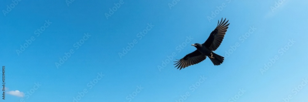 Fototapeta premium Crow in flight against blue sky, feathers, birds