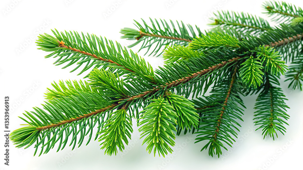 A single fresh fir tree branch with detailed evergreen foliage, ideal for forestry, decoration, or nature reference.
A single fresh fir tree branch with detailed evergreen foliage, ideal for forestry, decoration, or nature reference.